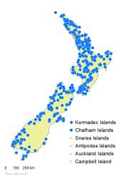 Blechnum novae-zelandiae distribution map based on databased records at AK, CHR & WELT.
 Image: K.Boardman © Landcare Research 2020 CC BY 4.0